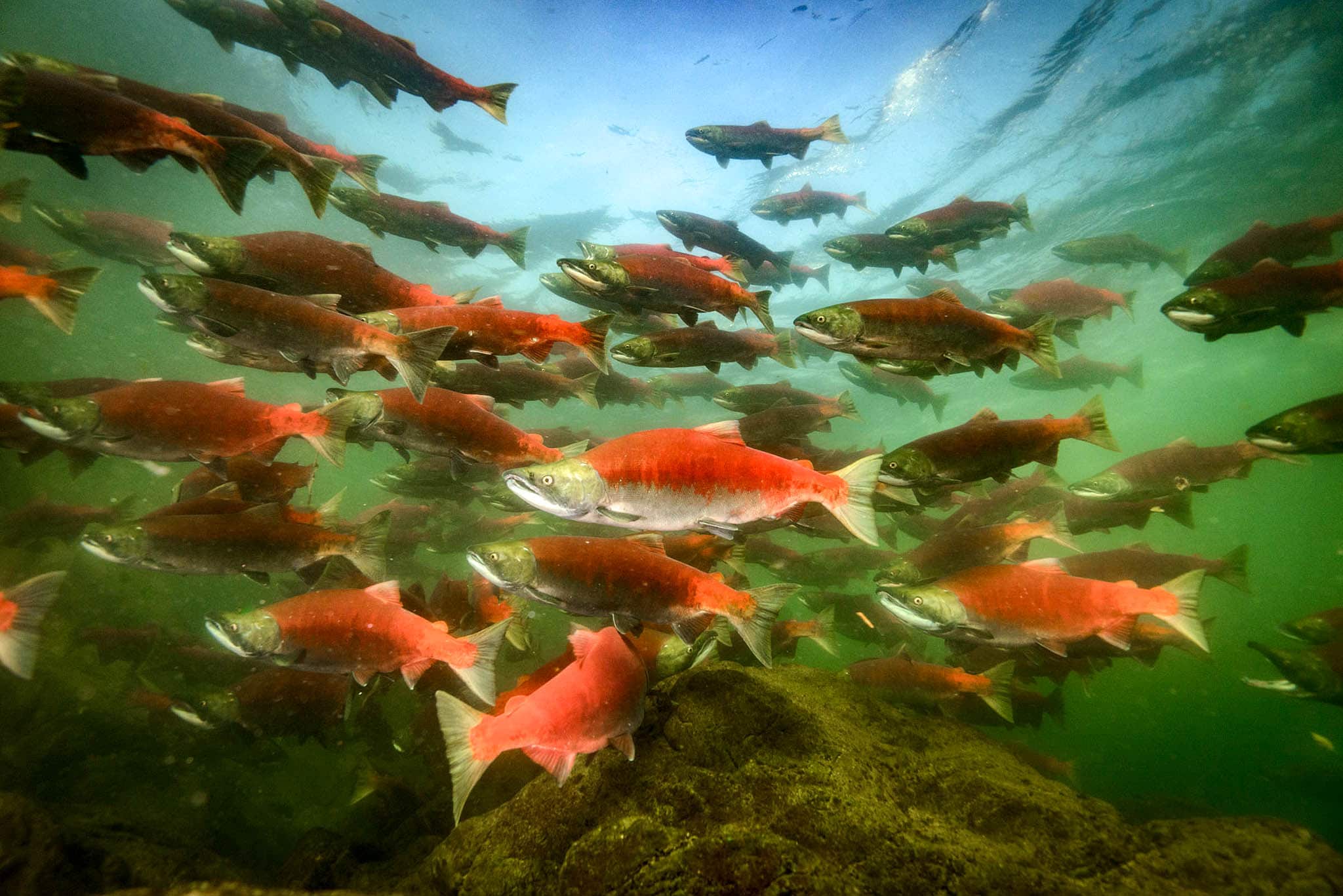  The Only BBQ Salmon Recipe Pacific Salmon Foundation