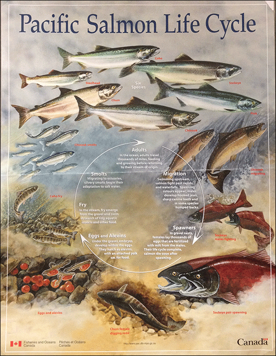 Species & Lifecycle « Pacific Salmon Foundation