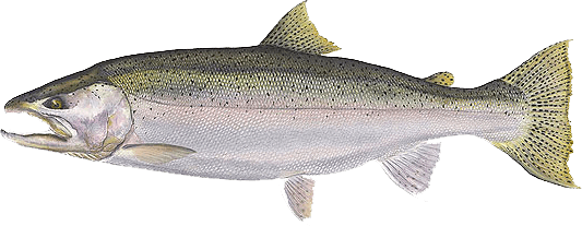 Steelhead