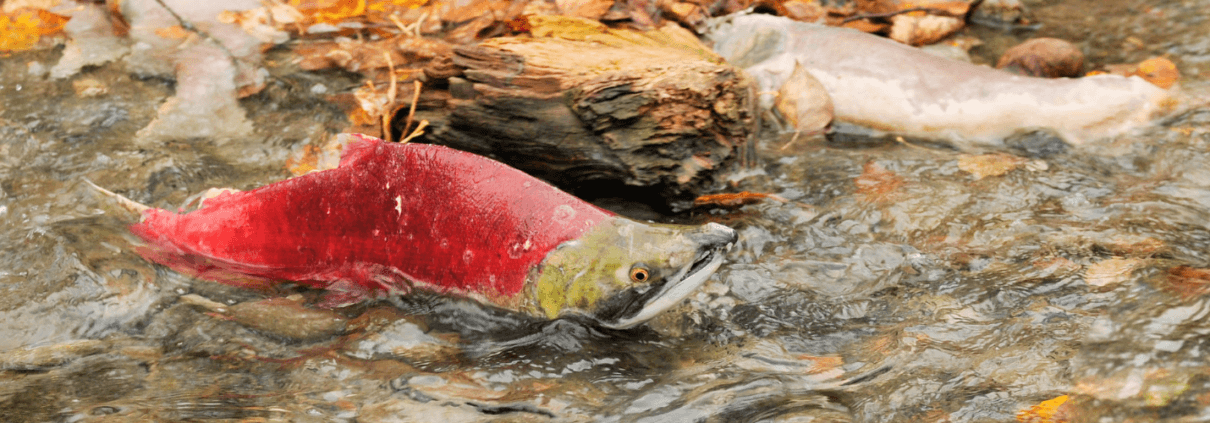sockeye salmon spawning in the Adams River