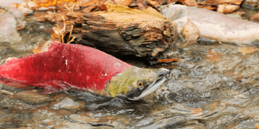 sockeye salmon spawning in the Adams River