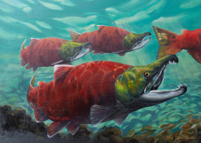 CALL FOR ARTISTS! 2023 2024 SALMON CONSERVATION STAMP ART COMPETITION