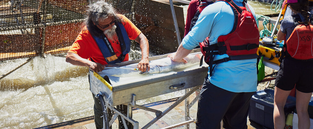 Tagging an adult Chinook at a Matsqui fish wheel near Mission B.C.