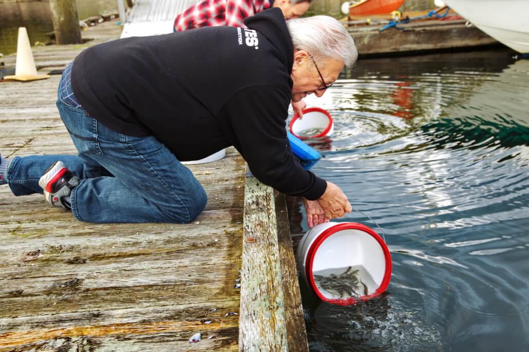 Releasing tagged coho smolts into the Vancouver Harbour
