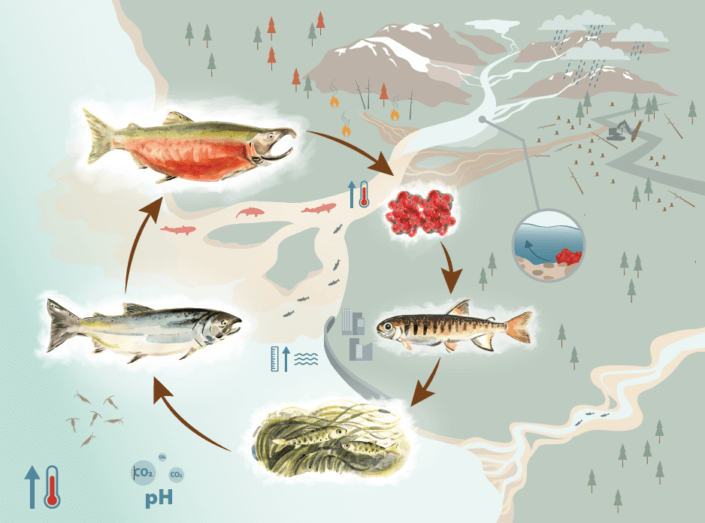 Climate Change Conundrum | Pacific Salmon Foundation