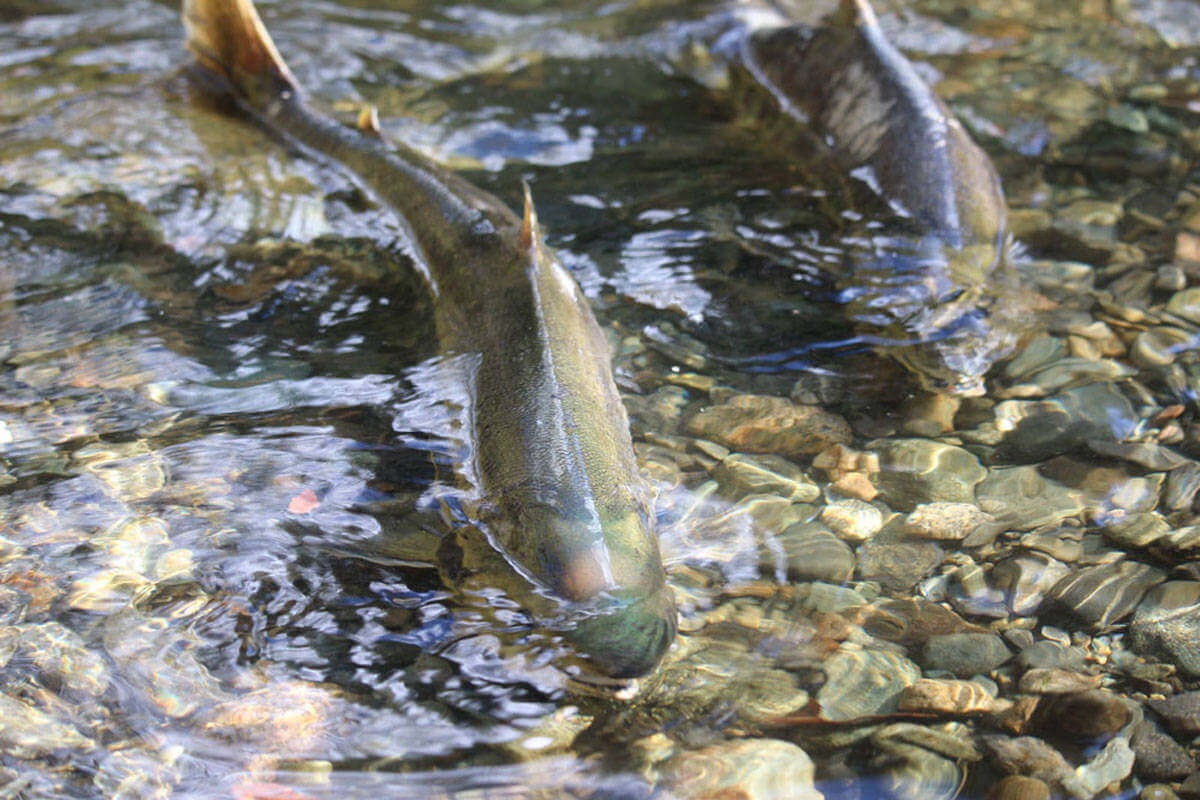 Pink salmon run, Campbell river BC : r/Fishing