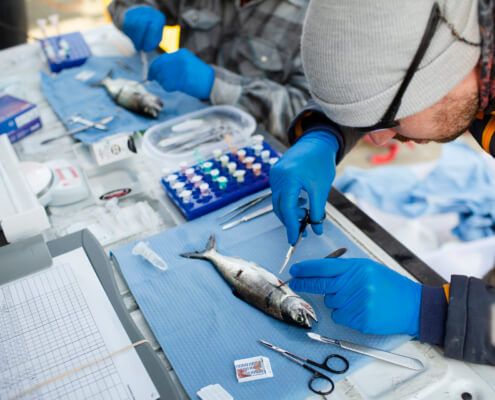 scientist examines salmon for diseases