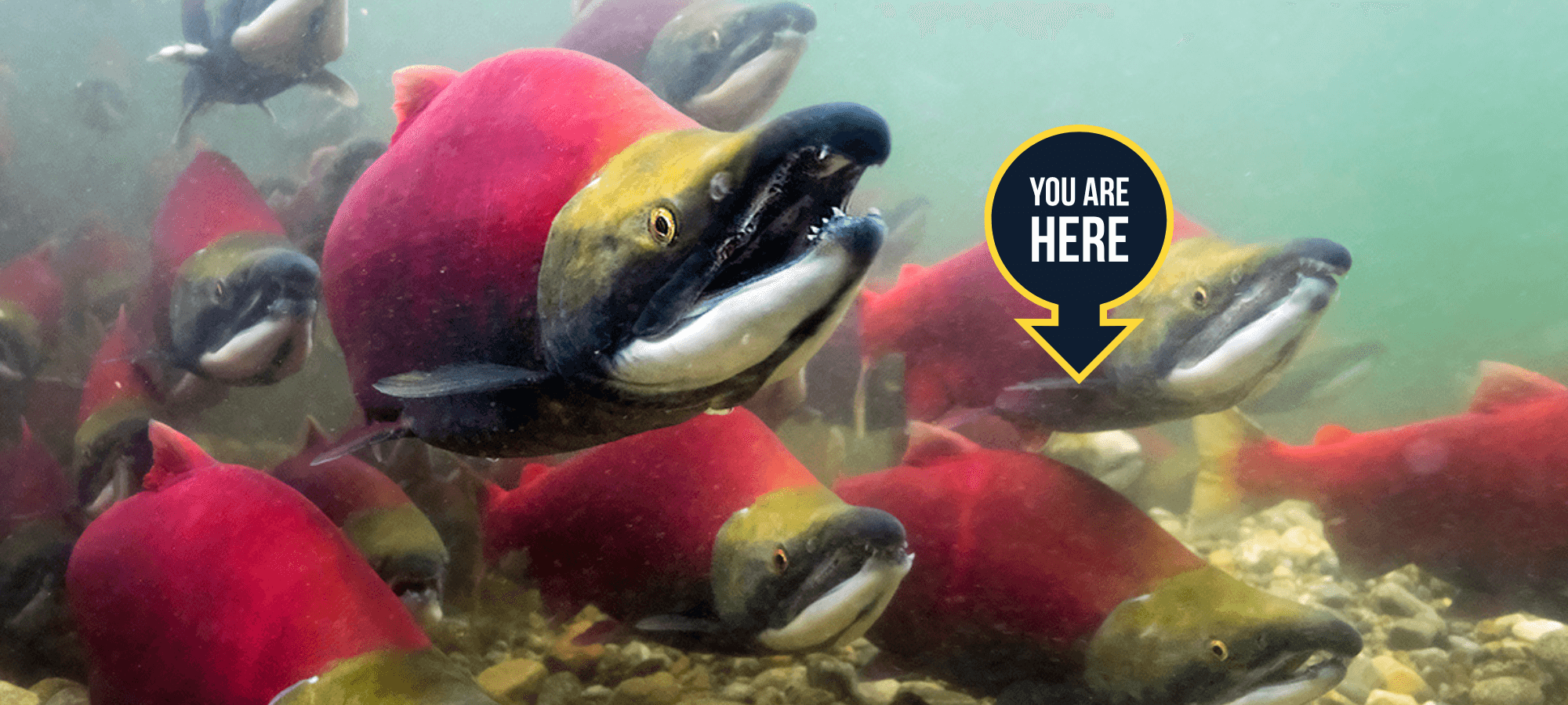 Salmon are coming home. Here’s how to see them! Pacific Salmon Foundation