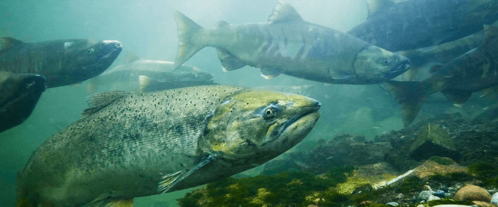 Chinook and chum salmon (credit: Tavish Campbell)