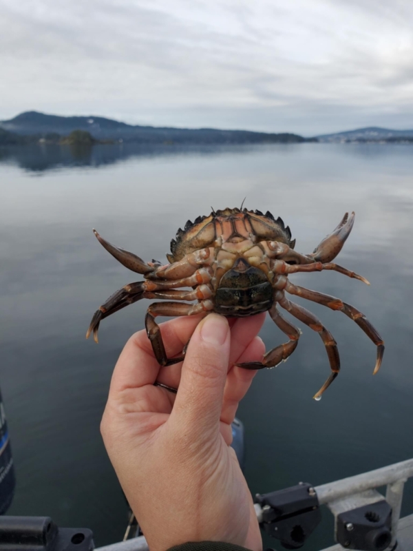A scientist holds a European Green Crab found near the shoreline. These non-native crabs can rapidly colonize new grounds as they drift further in warming ocean currents.