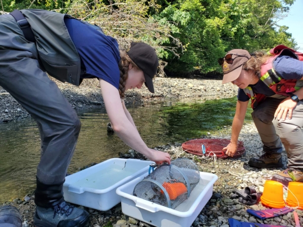 Scientists from PSF and DFO observe a trap for signs of European green crabs by a stream.