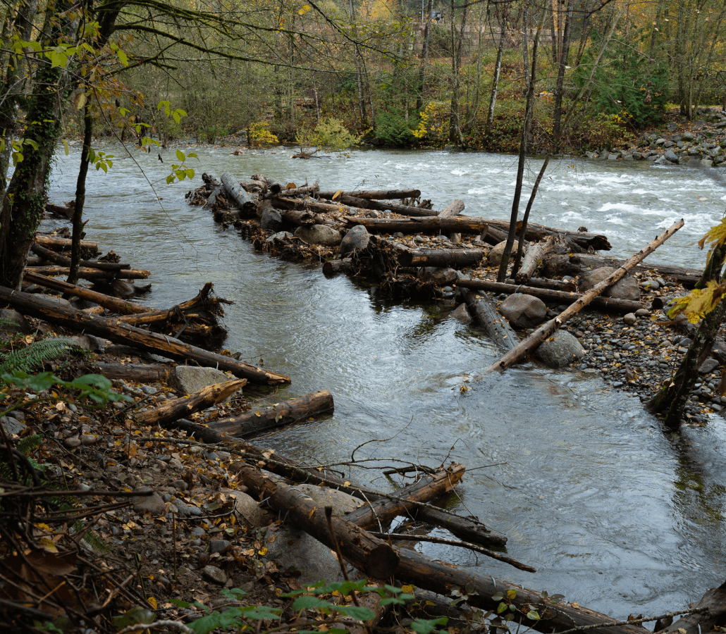 A log jam diverts part of Lynn Creek into a tranquil secondary creek ideal for salmon spawning. 