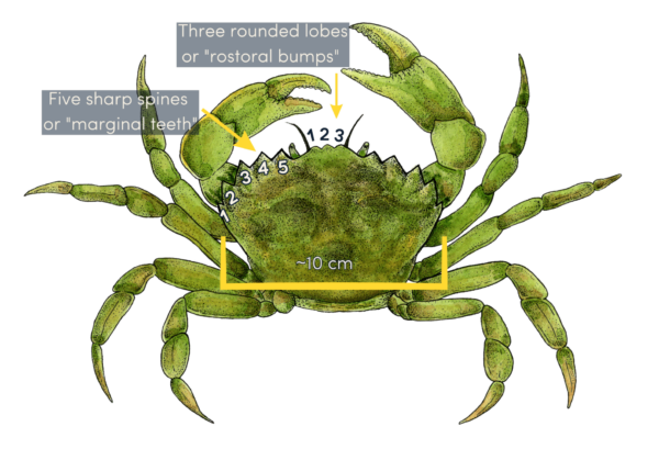 A graphic showing European green crabs can be identified by three rostoral bumps and five marginal teeth