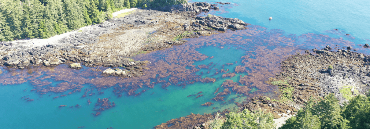 An aerial view of a giant kelp bed in the Barkley Sound.