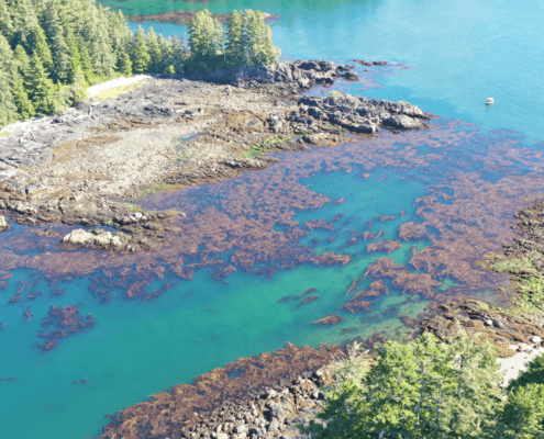 An aerial view of a giant kelp bed in the Barkley Sound.