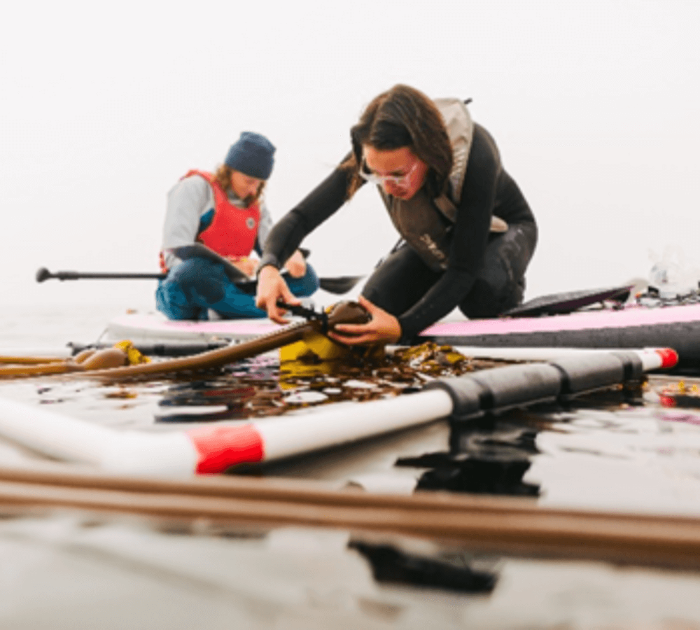 Two scientists on paddleboards measure bull kelp.