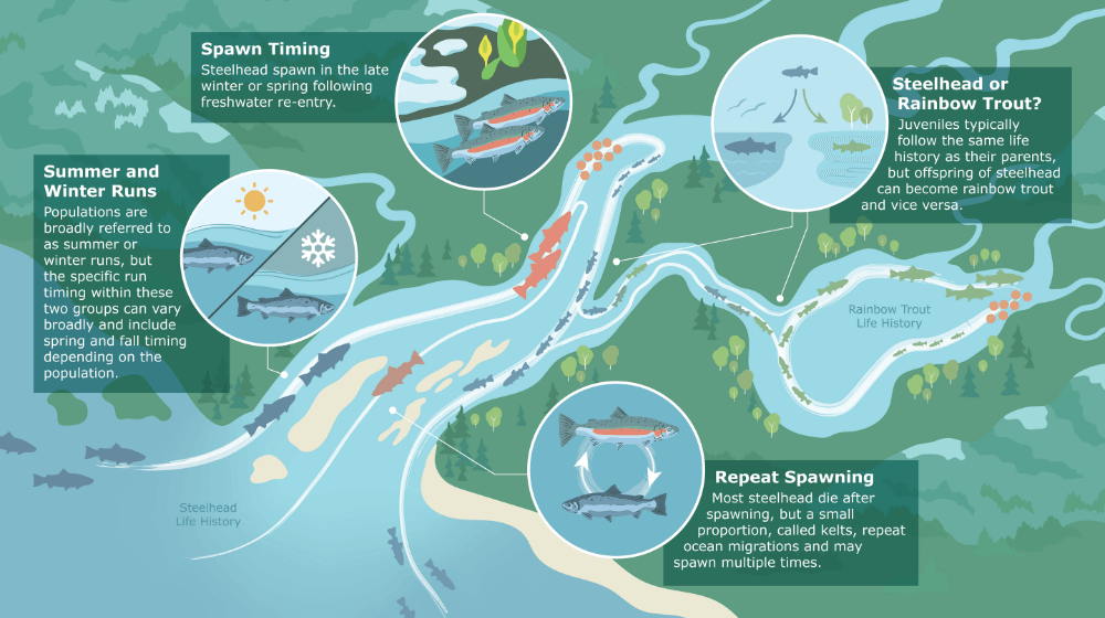 A graphic showing the life cycle of steelhead trout