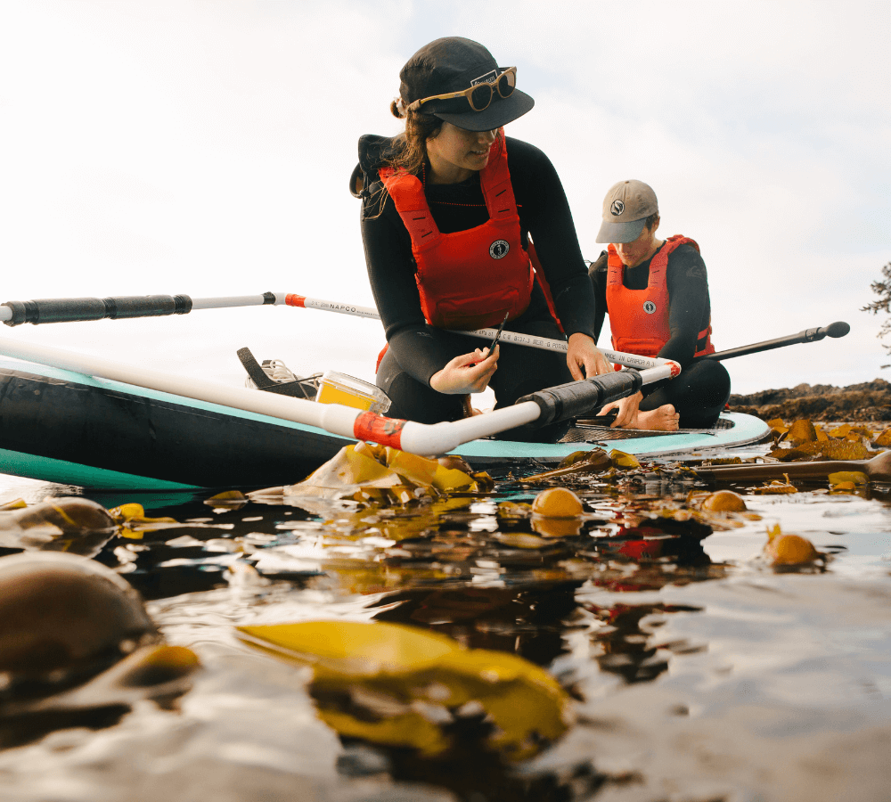 Two Redd Fish employees measure bull kelp. Photo: Graeme Owsianski