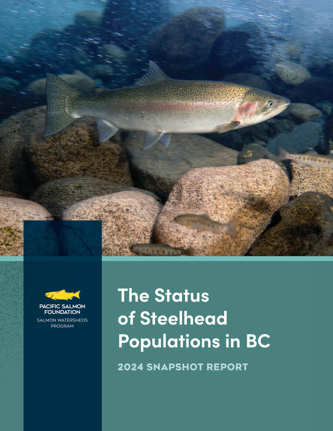 Steelhead data reveal major conservation concerns across B.C. | Pacific ...