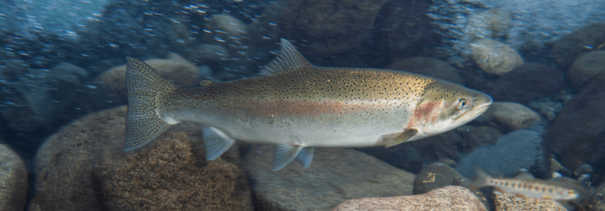A picture of steelhead under water