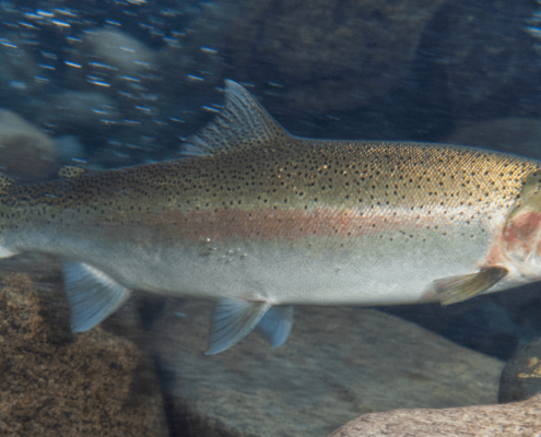 A picture of steelhead under water