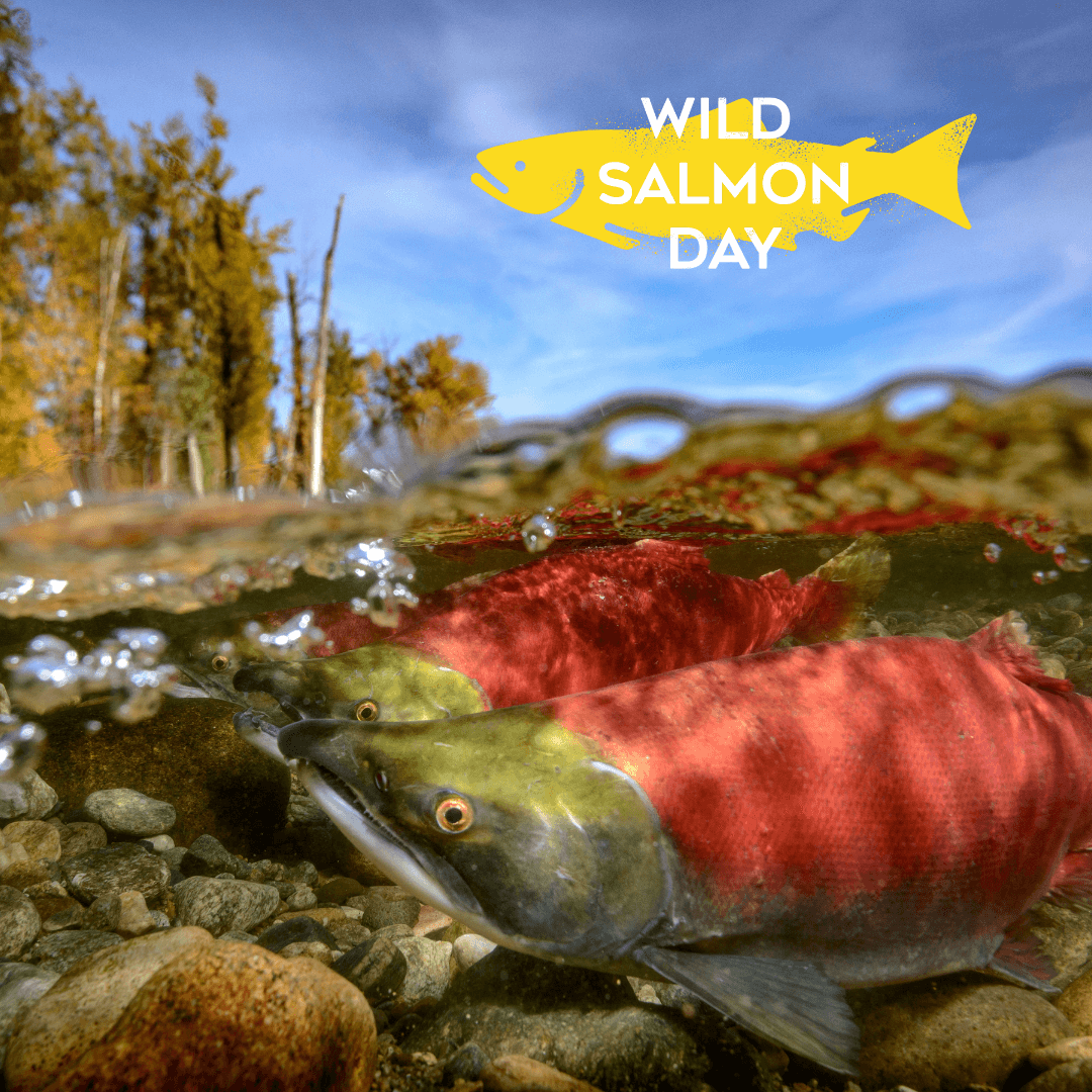 wild salmon day sockeye 