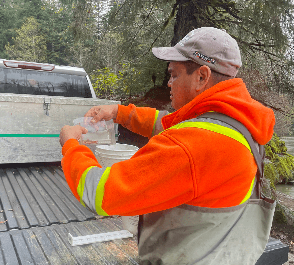 Community members salvage coho fry in the Exchamsiks River Protected Area 