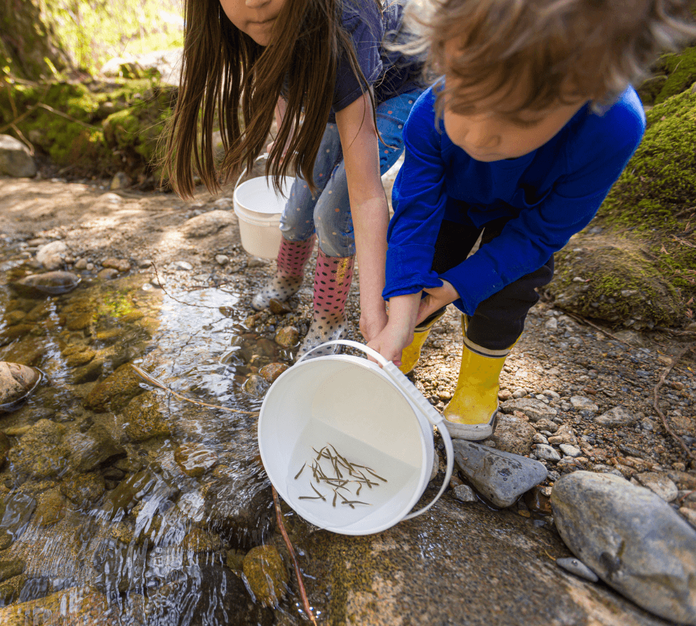 Two children release coho fry in a stream near Vancouver