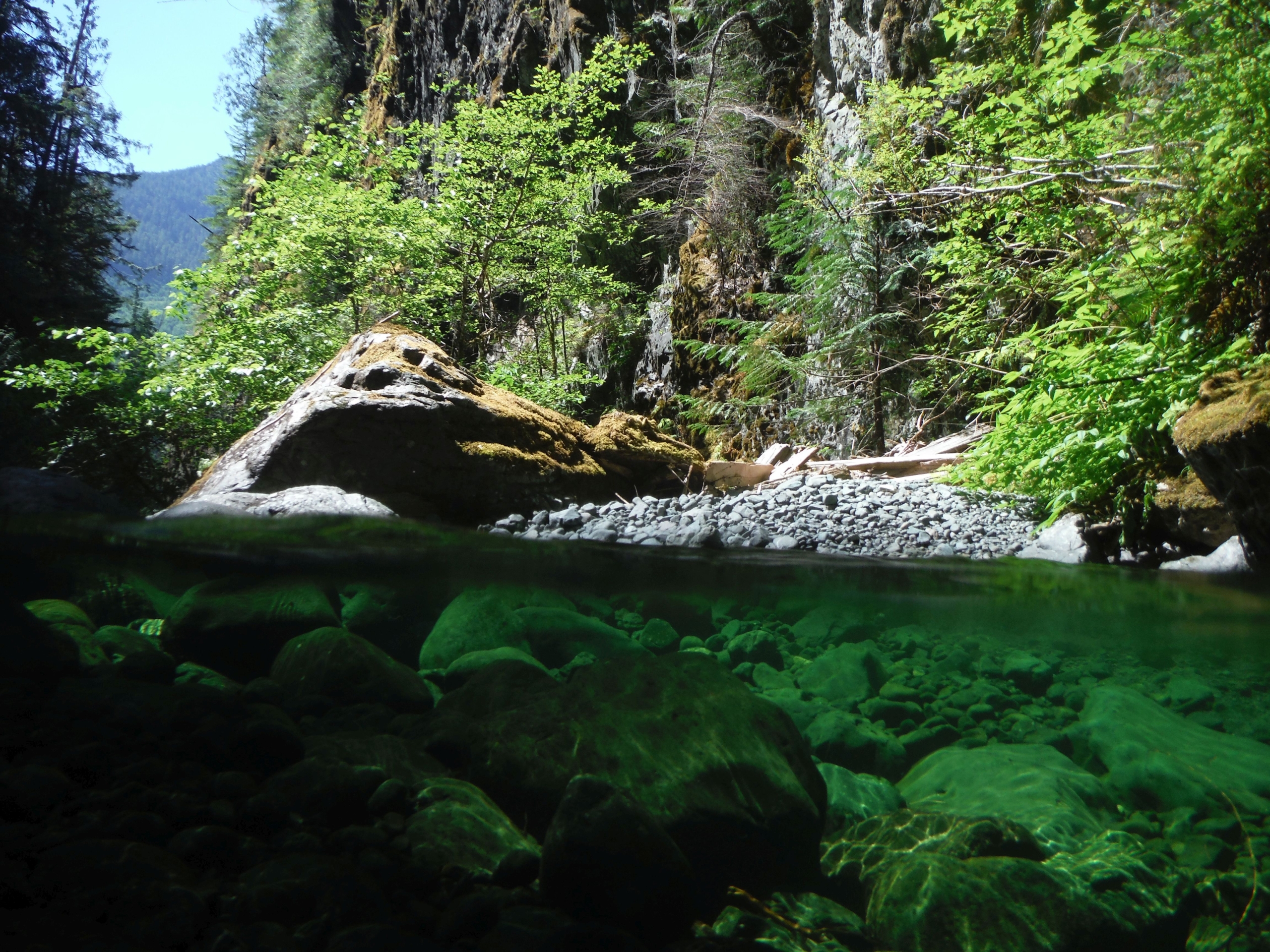 Underwater river on Vancouver Island surrounded by riparian trees