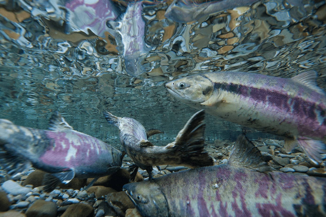 Chum salmon underwater. Photo by Peter Mather. 