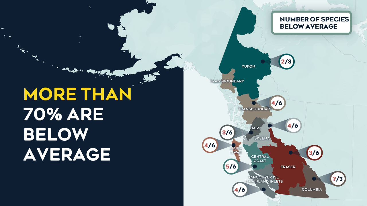 More than 70 per cent of salmon are below their long-term average of the 41 combinations of regions and species assessed. This map shows how many species in each region are below average. 