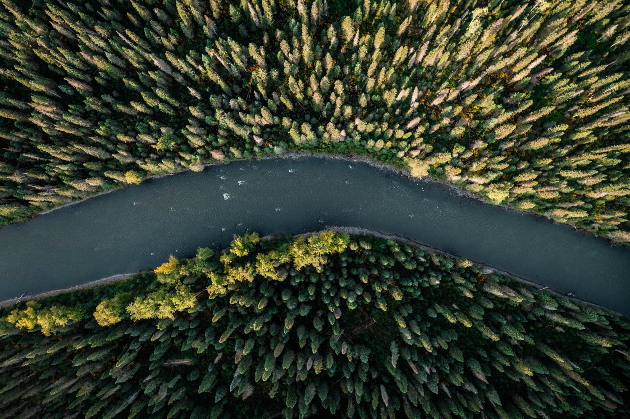 Aerial shot of a river in the forest. Photo by Chase White