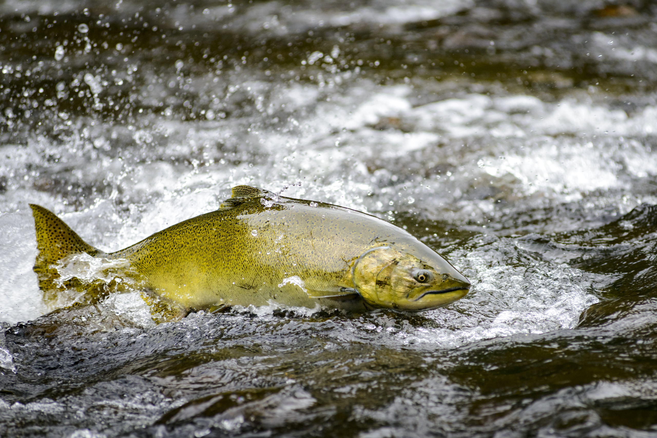 Female Chinook Salmon running the rapids in a shallow river. Photo by Eiko Jones