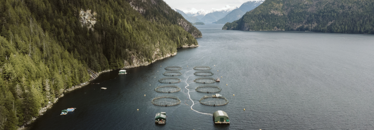 An aerial view of ppen-net pen salmon farms in the Broughton Archipelago in 2022. Photo by Brandon Deepwell.
