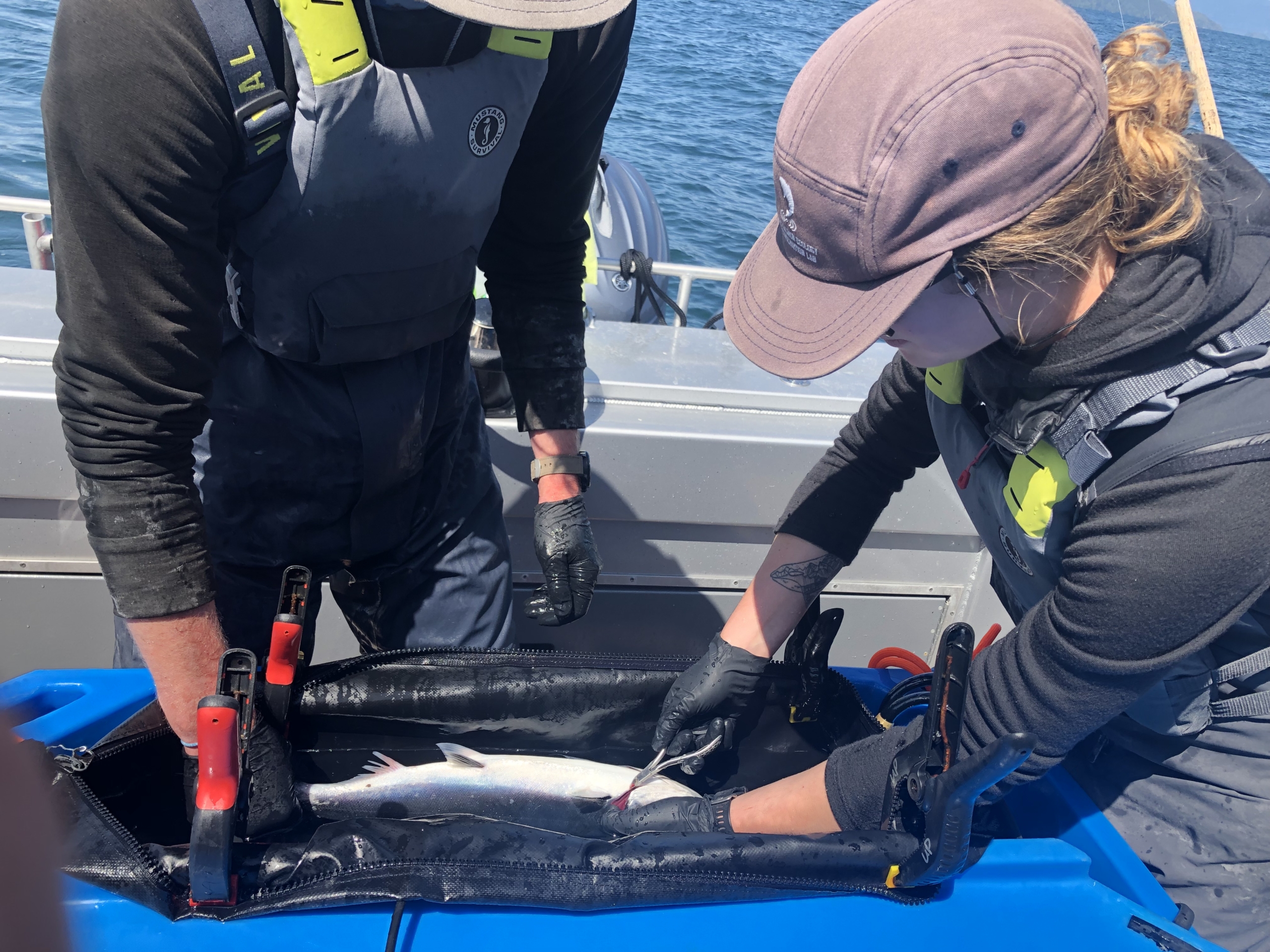 UBC Researchers catch salmon near Bamfield for catch and release study