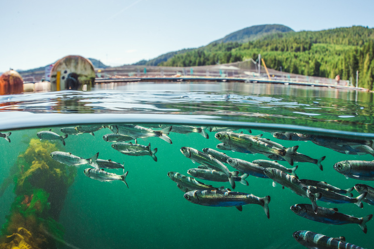 Juvenile salmon swimming underwater near an open-net pen site. Photo taken by Tavish Campbell.