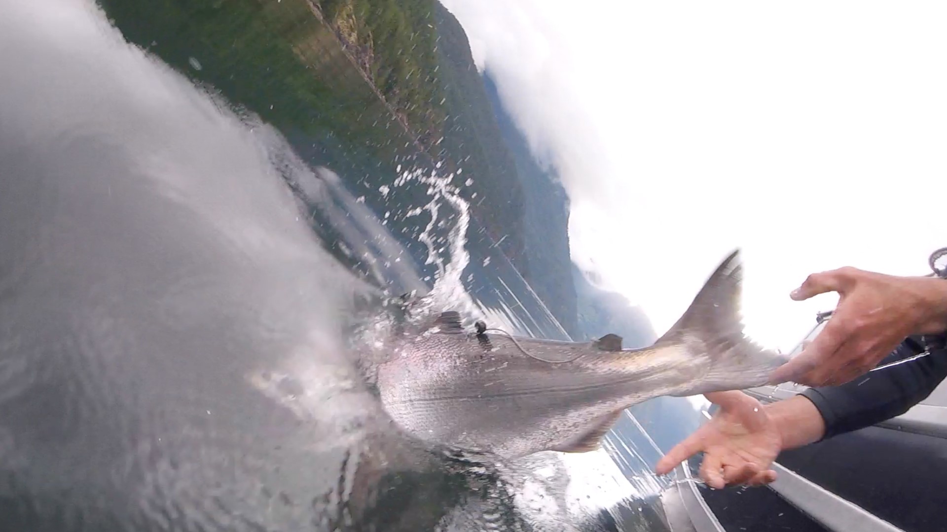 A tagged salmon is released back into the water.