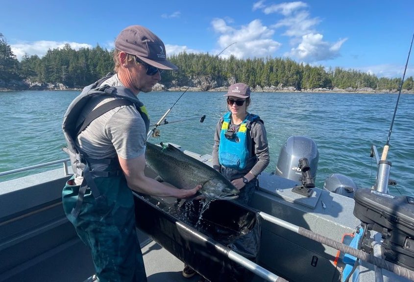 Tagging salmon for catch and release study in British Columbia