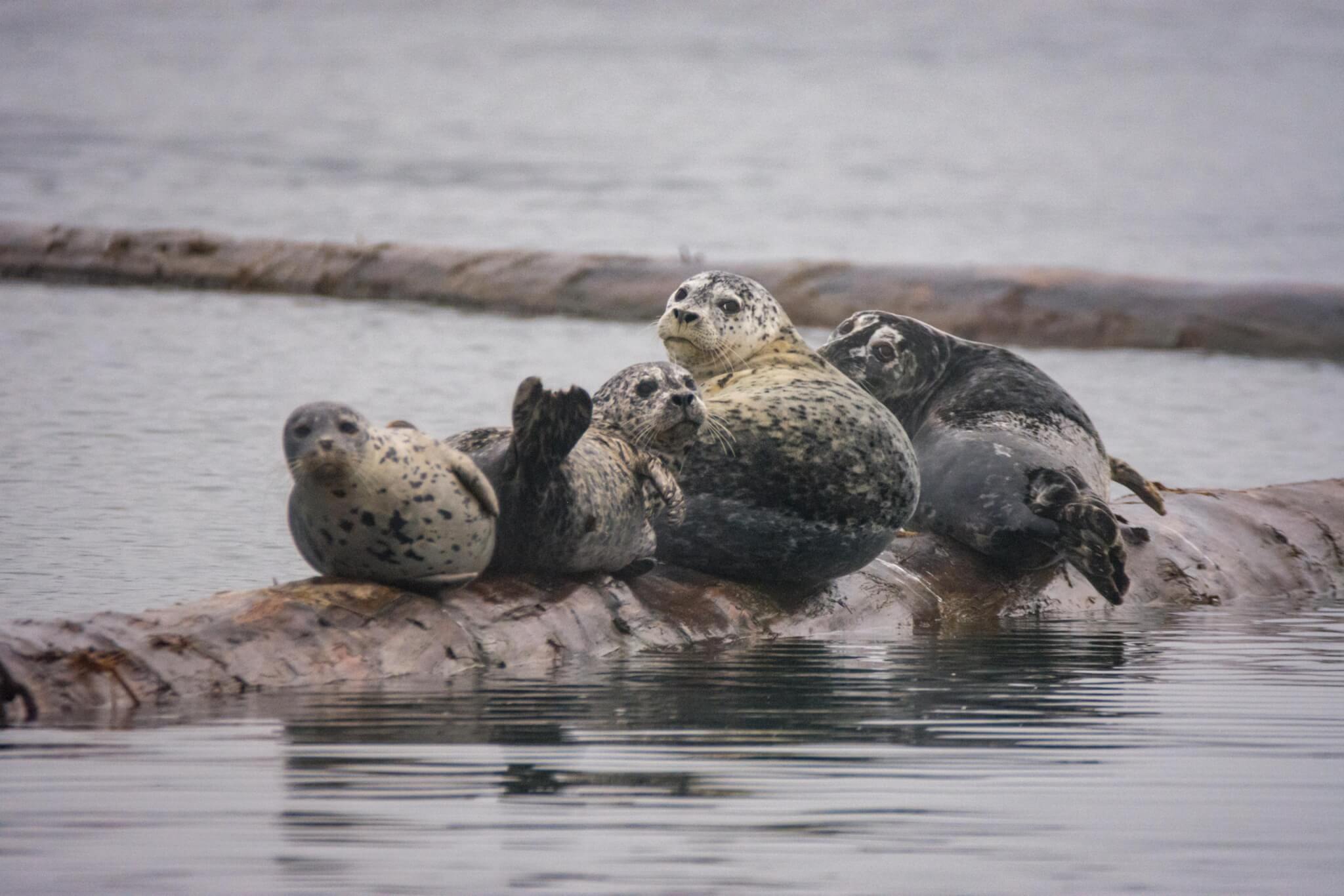 Seals in Cowichan Bay