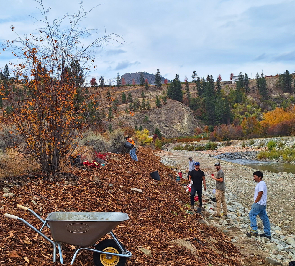 Revegetation of the Trout Creek floodplain restoration project in Summerland, BC. 