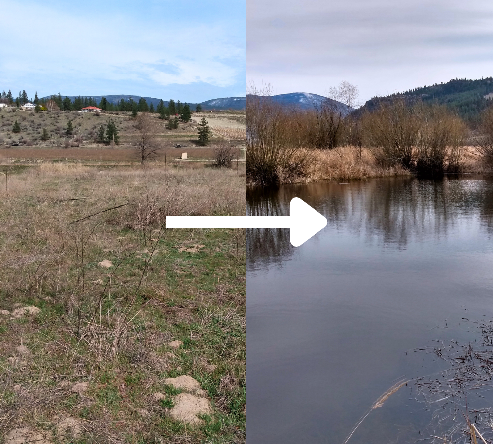 The disconnected floodplain at Vaseux Creek (left) is currently dominated by invasive plant species. The goal of the project is to restore surface water connectivity and create off-channel habitat for Chinook and other salmonids, complete with native riparian vegetation (similar to image on the right). 