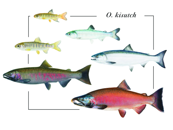 O. kisutch Salmon Lifecycle Tee - Image 2