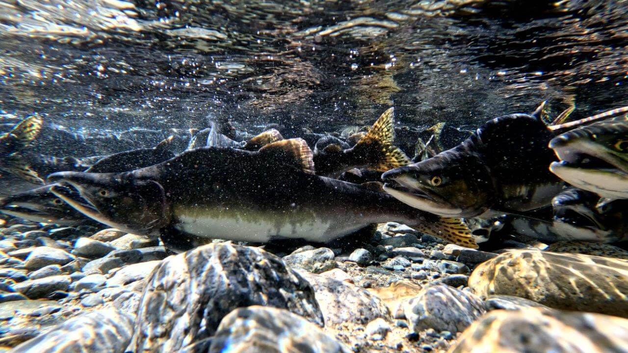 Adult pink salmon swimming underwater.