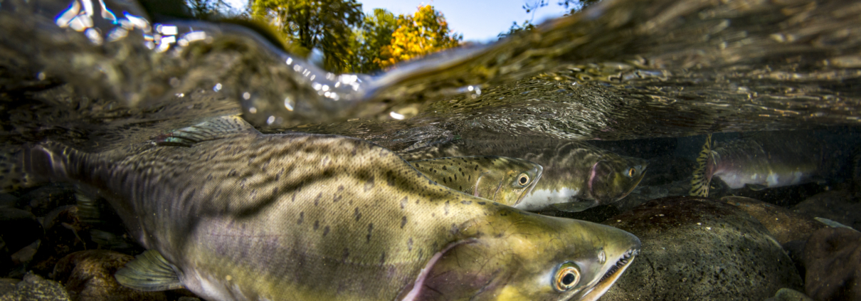 Split image of Pink Salmon showing fall foliage above water.