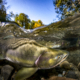 Split image of Pink Salmon showing fall foliage above water.