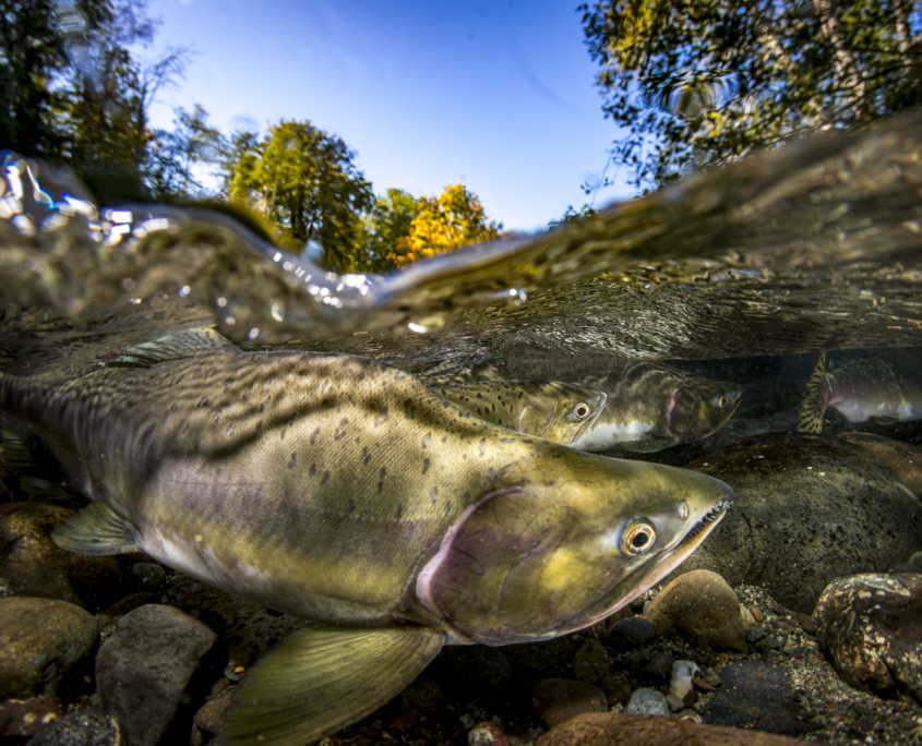 Split image of Pink Salmon showing fall foliage above water.