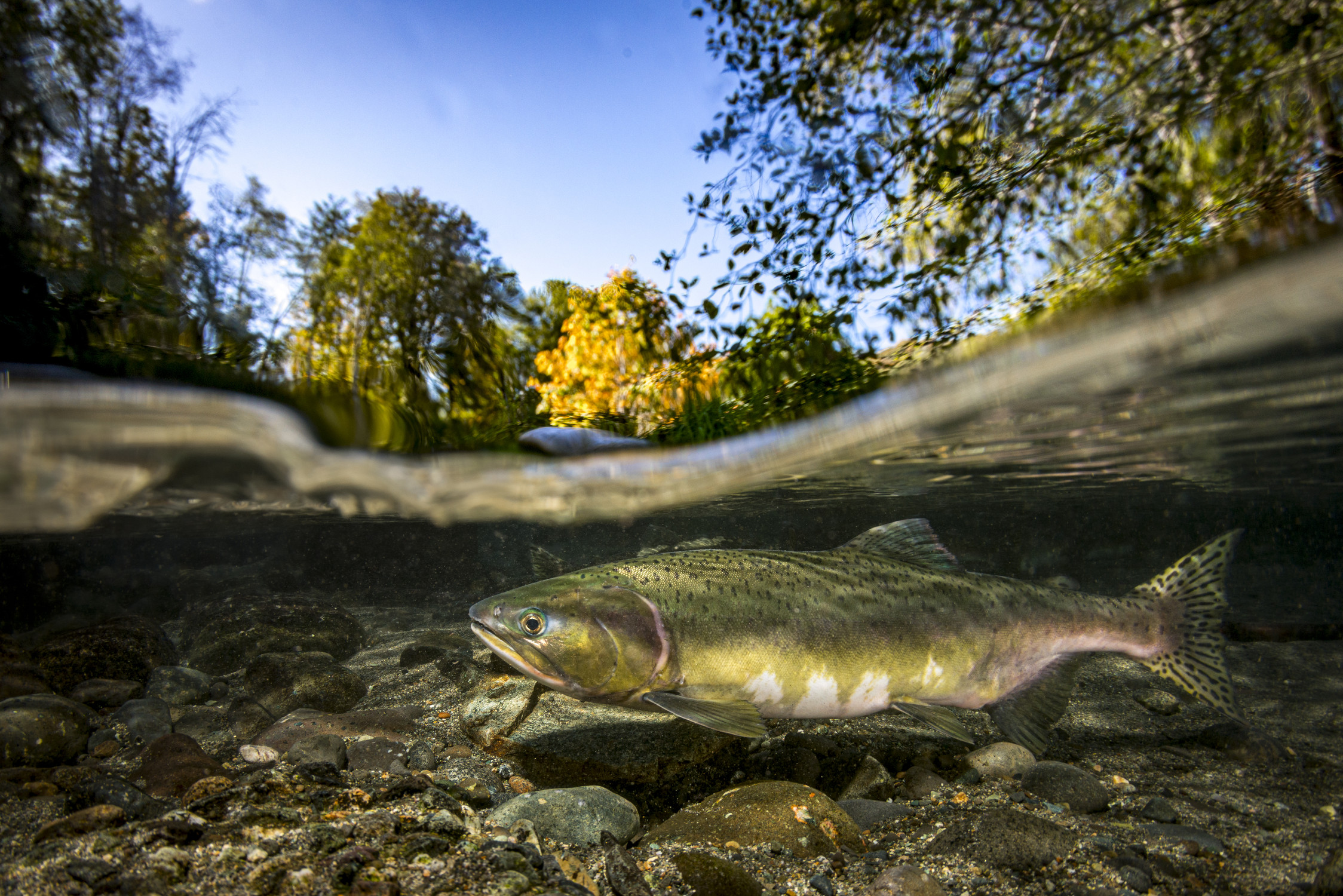 Split image of Pink Salmon underwater showing fall foliage above water.
