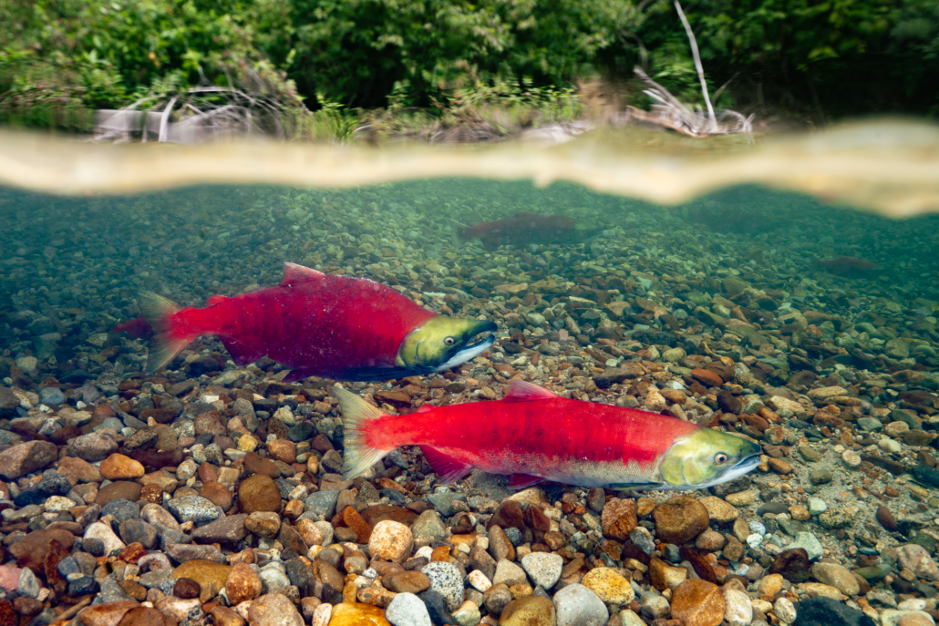 A $410 million investment injects hope into the future of Pacific salmon | Pacific Salmon Foundation
