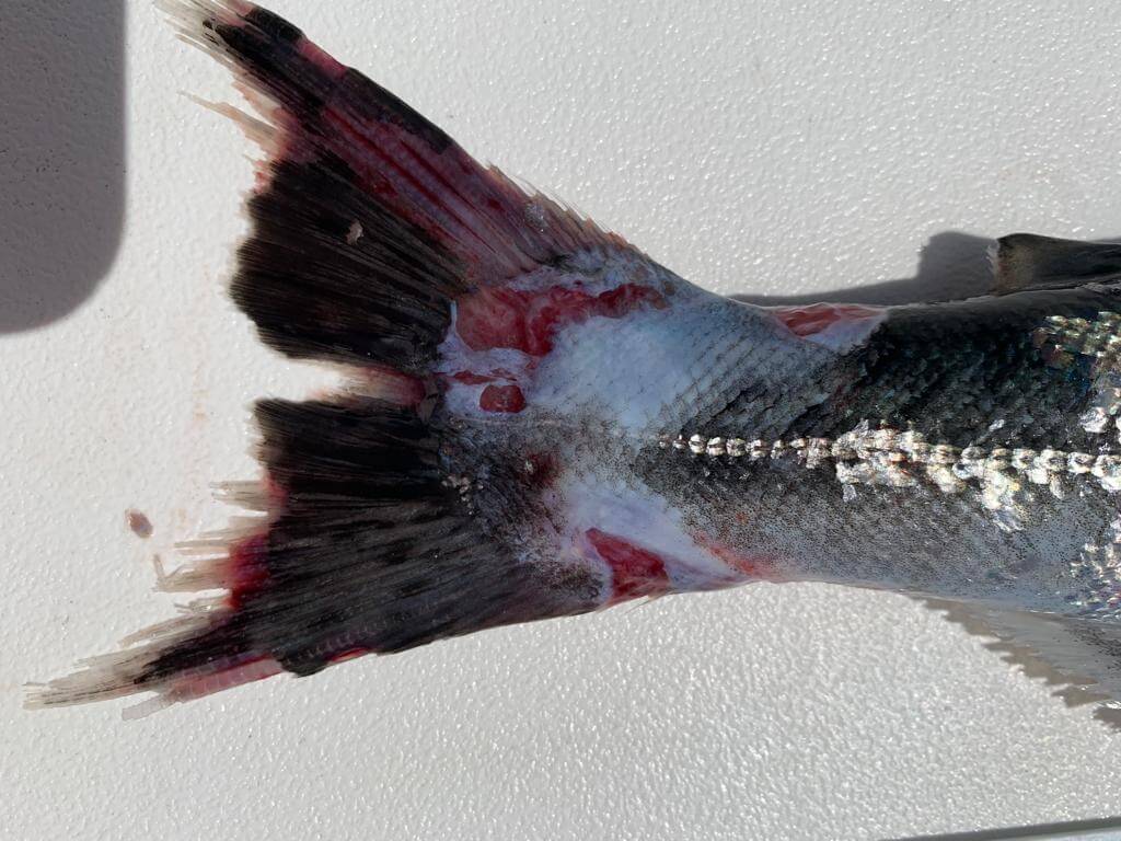 A diseased wild Chinook salmon shows fin damage