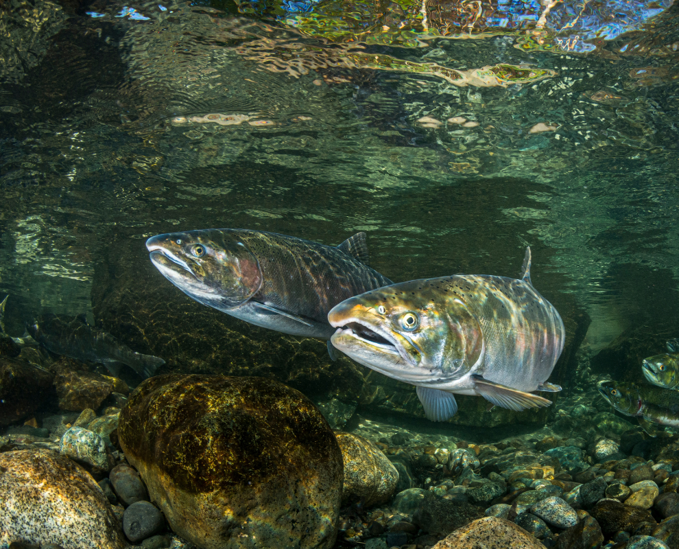 coho-salmon-underwater-41 - 990 x 800